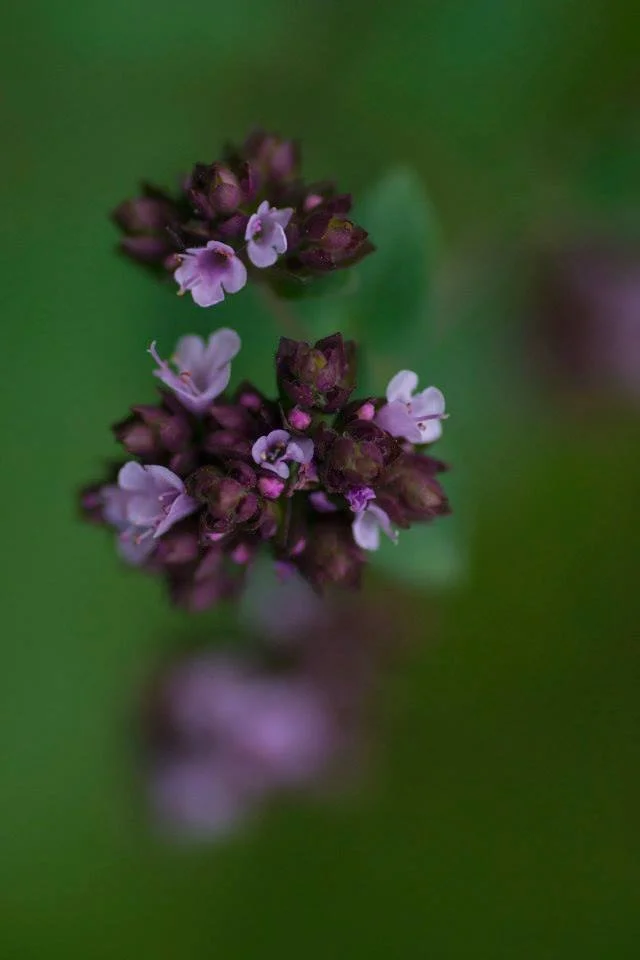 Tiny purple wildflowers in soft green bokeh