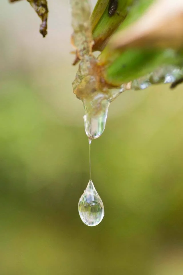 Clear sap droplet hanging from a branch, frozen mid-fall