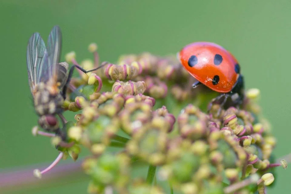 Ladybug and two flies on a cluster of tiny flower buds