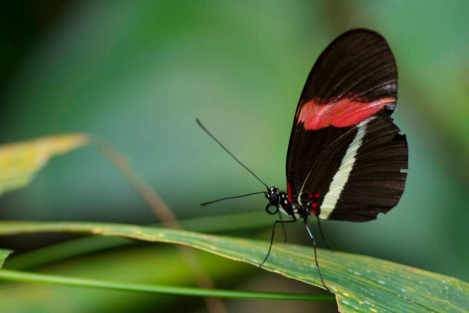 Black butterfly with red and white band resting on a leaf