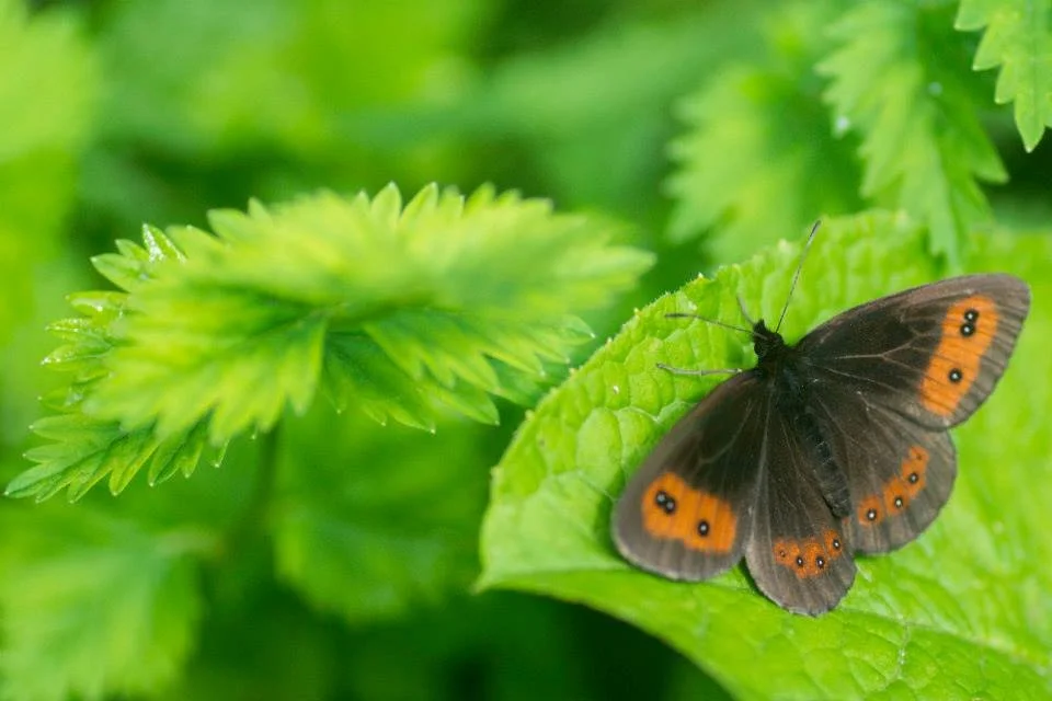 Small brown-orange ringlet butterfly on a fresh green leaf