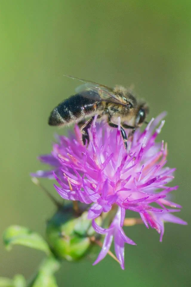 Bee collecting nectar on a purple thistle bloom