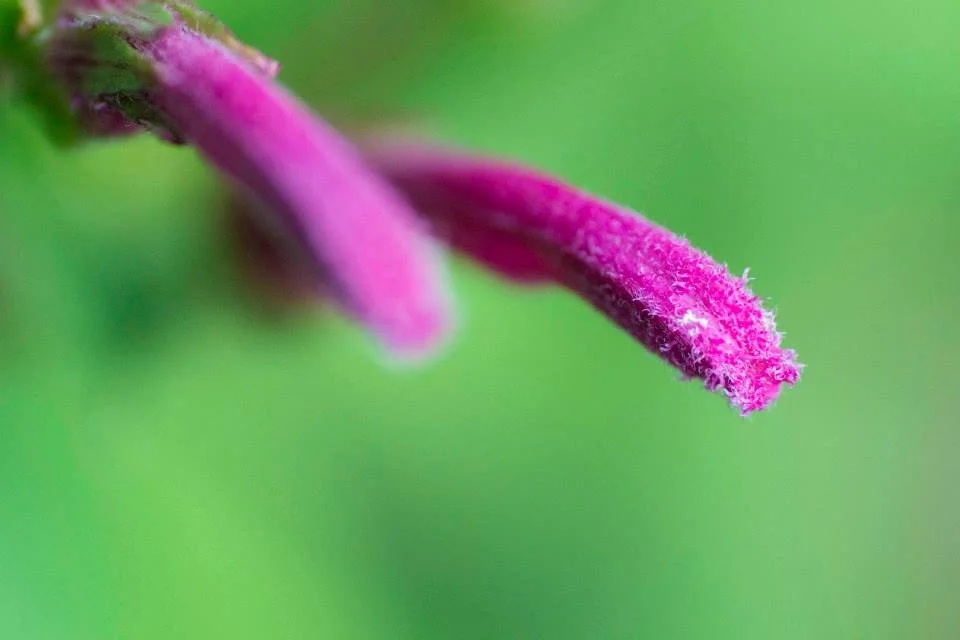Magenta flower stamen tip against soft green background