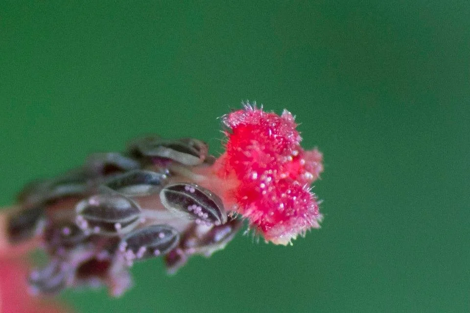 Pink fuzzy stigma with dewy anthers along the filament