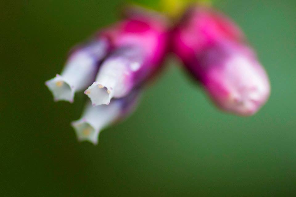Tiny tubular blossoms with white tips emerging from a pink cluster