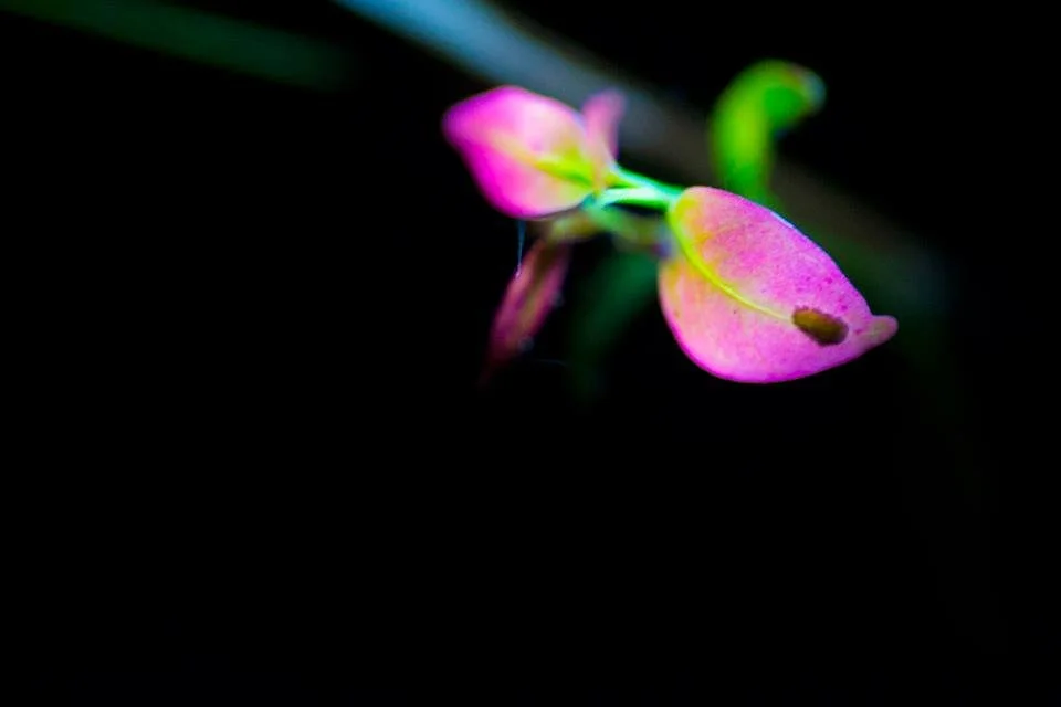 Neon-pink micro bud and leaf on black background