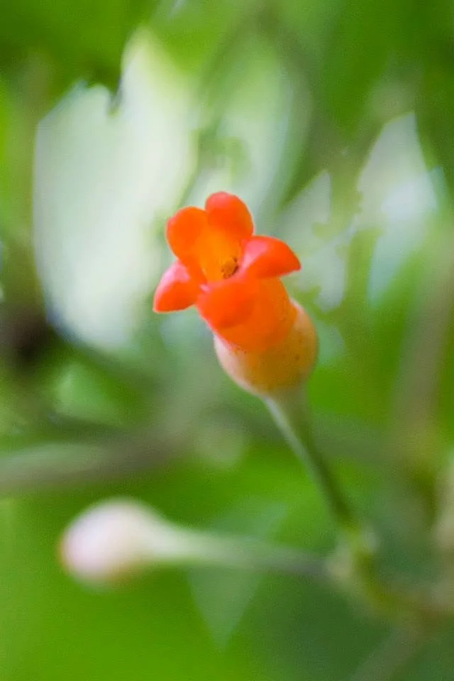 Tiny orange tubular flower with soft green bokeh