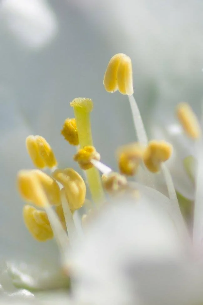Cluster of yellow anthers emerging through blurred white petals