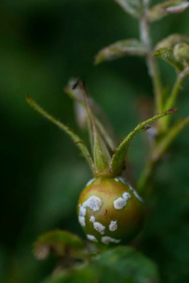 Small green rose hip with white speckles and dried sepals on dark green background