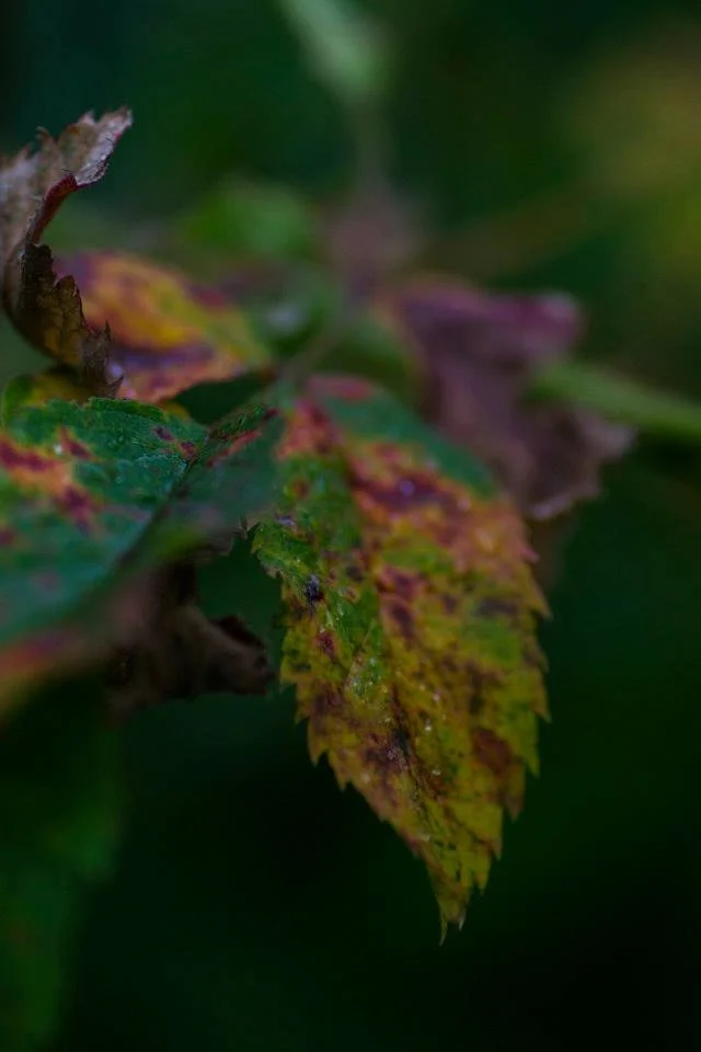 Mottled red-green leaves on a branch with shallow depth of field