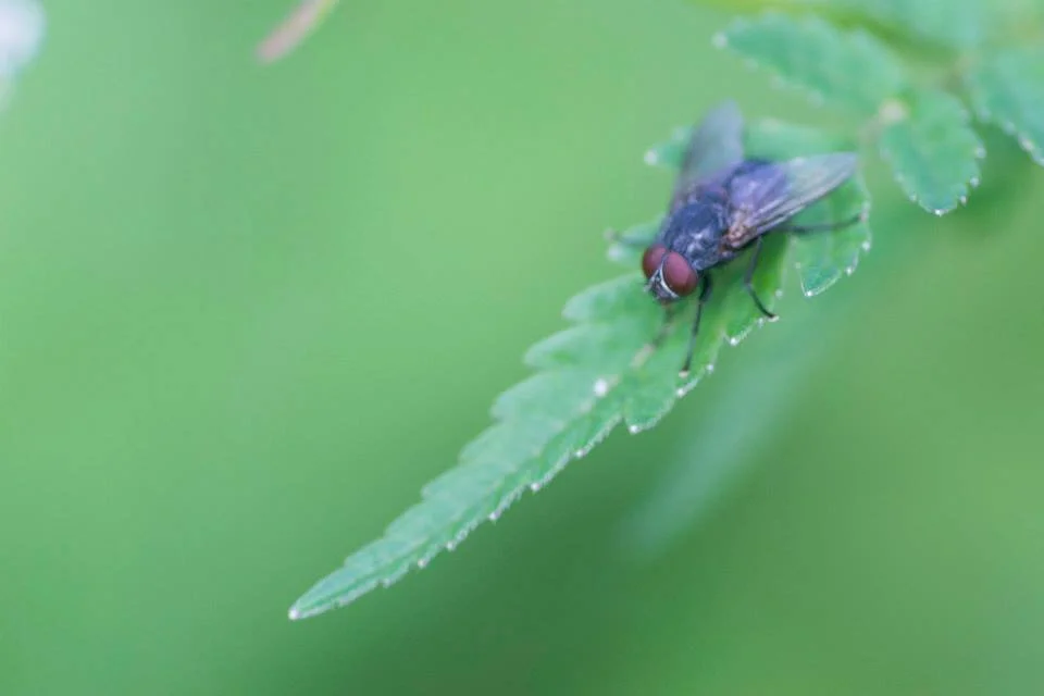 Housefly perched on a serrated leaf with soft green background