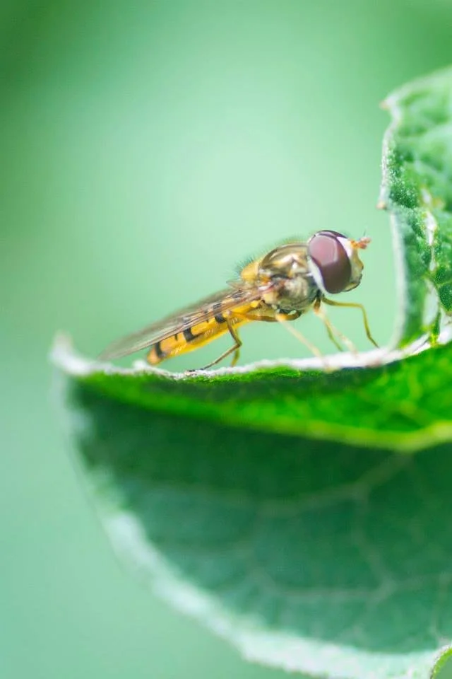 זבוב נח על עלה ירוק מסולסל