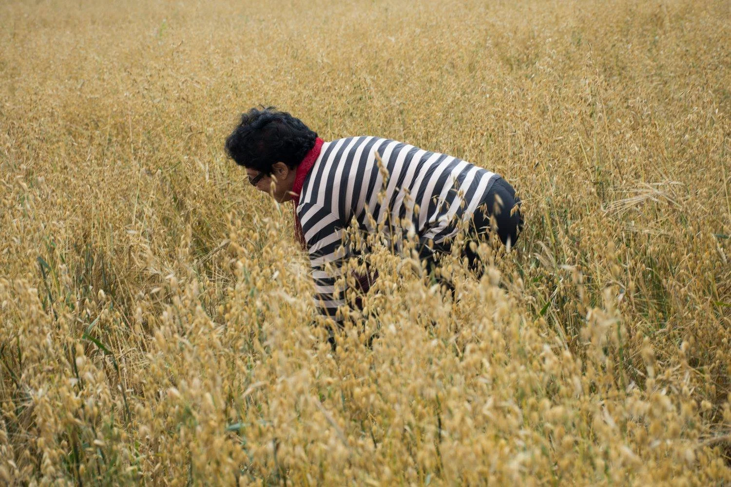 ניצולת שואה מתכופפת בשדה חיטה ליד הכפר שבו הוסתרה בזמן המלחמה