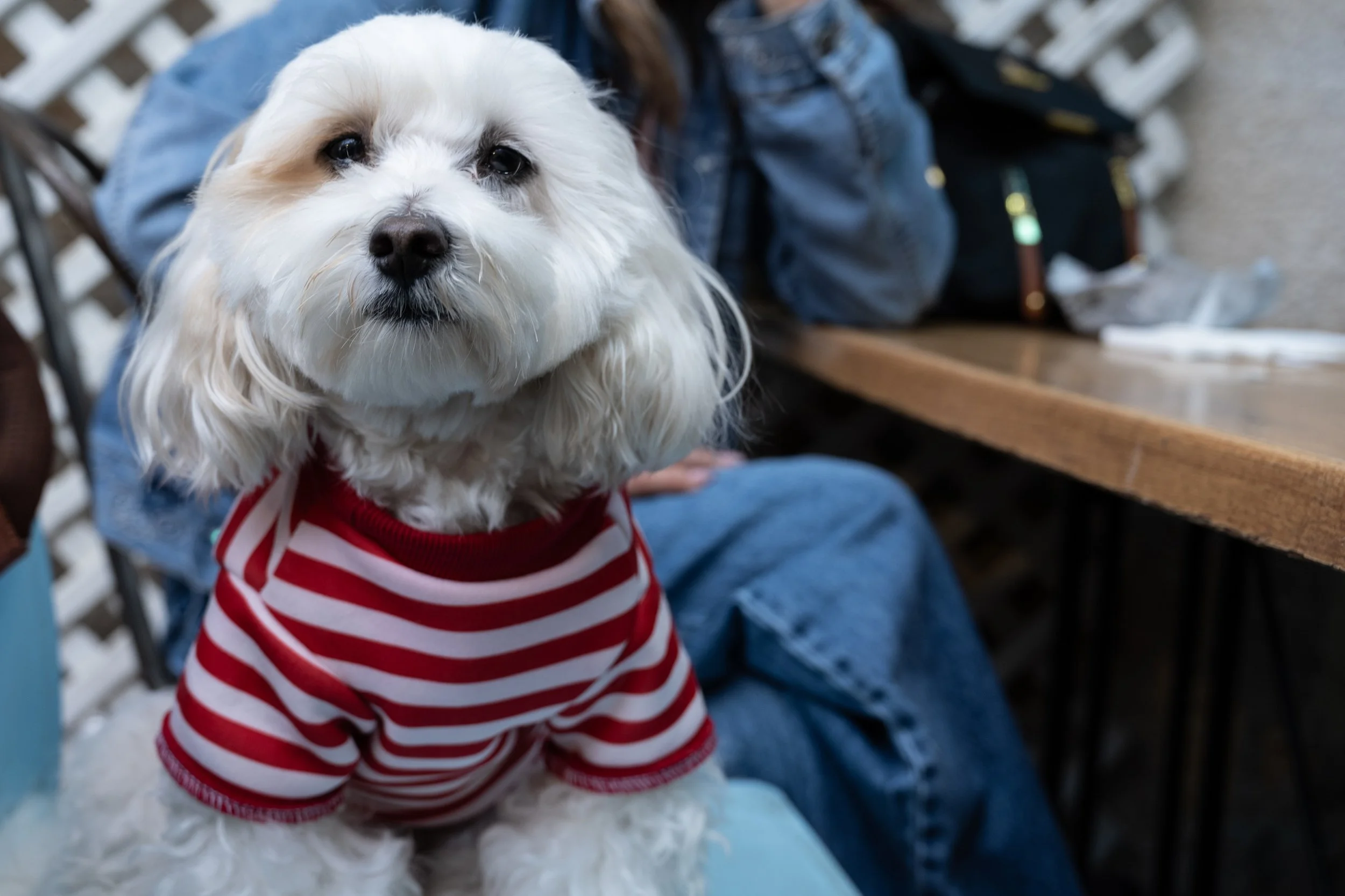 In hipster markets, there will also be a hipster dog.