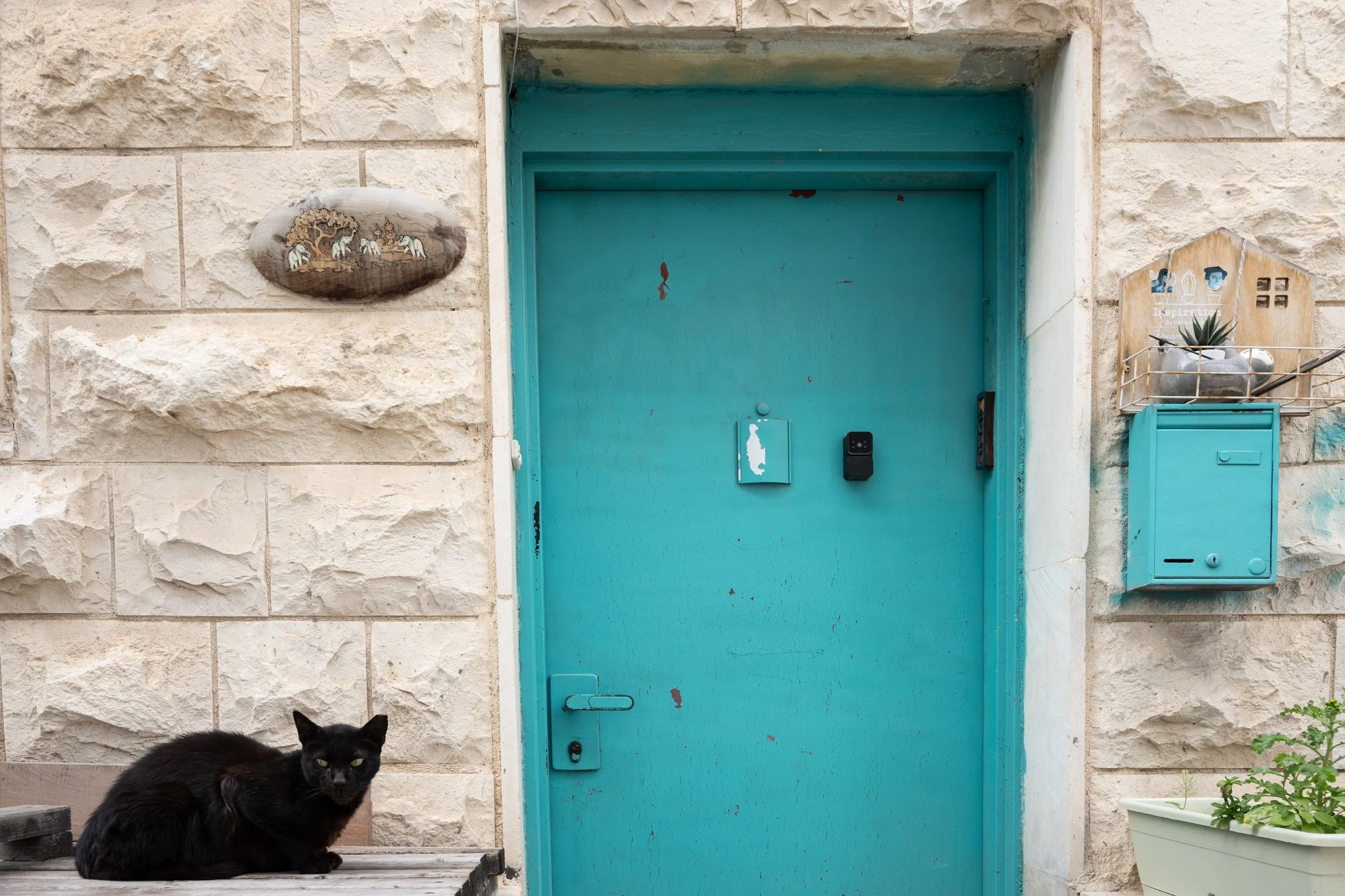 In every respectable market, there will be a cat.