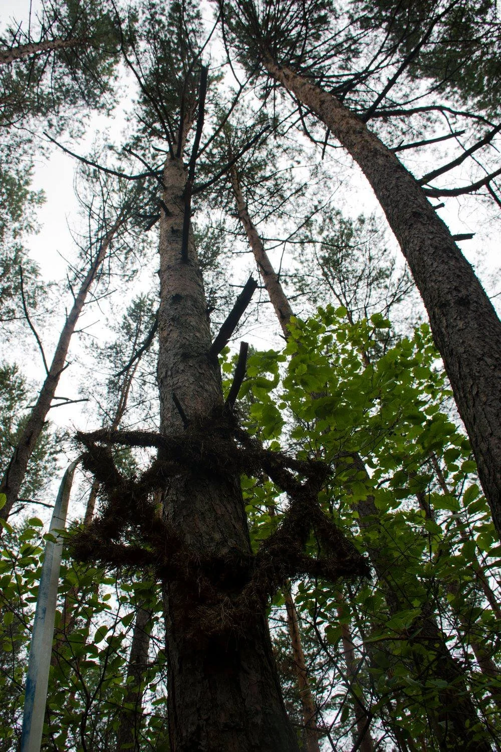 עץ אורן גבוה עם מגן דוד עץ ישן שצמח לתוך הגזע ביער ליד טיקוצ׳ין