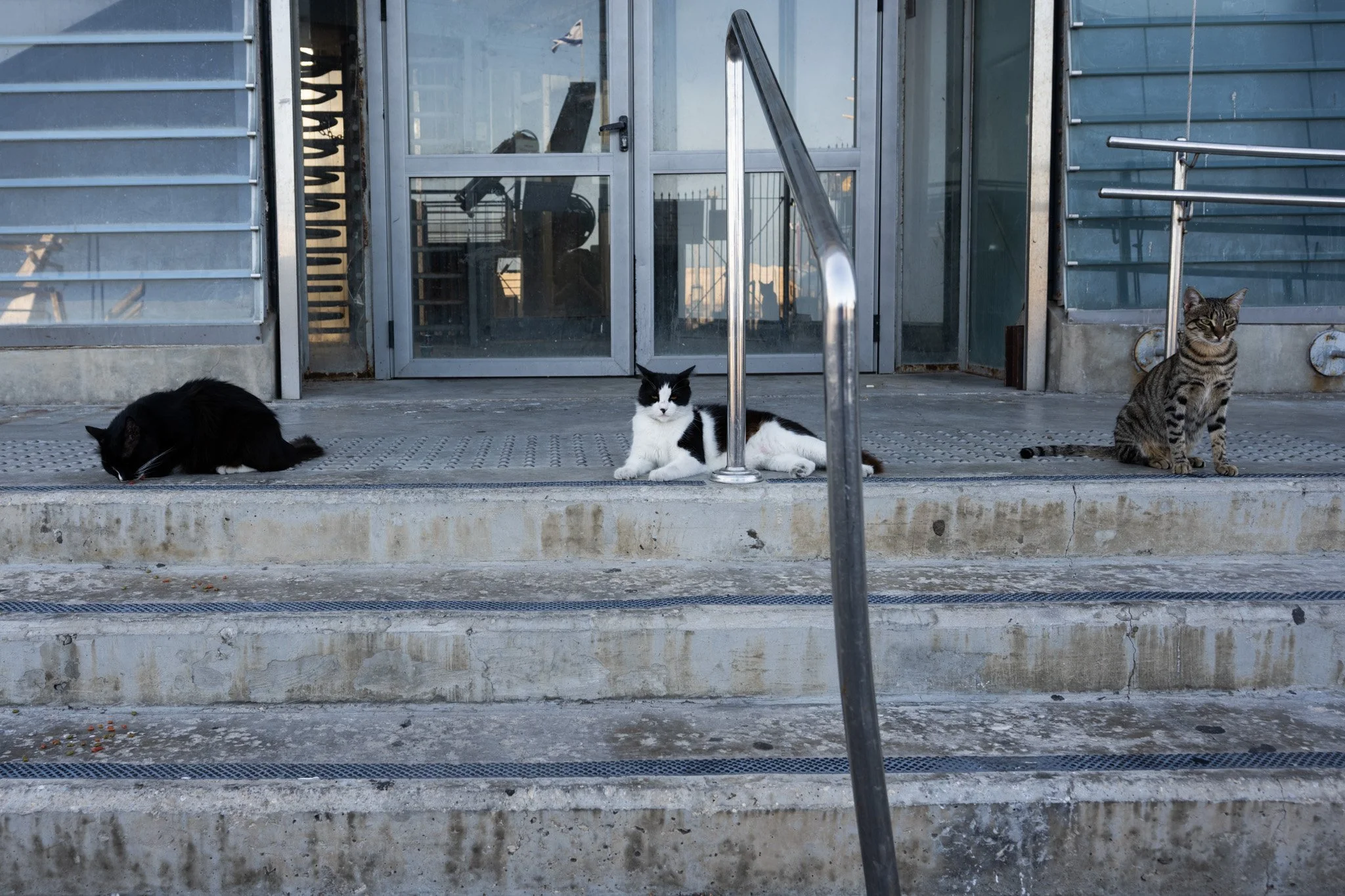 שלושה חתולים על המדרגות, השומרים הלא־רשמיים של השוק, מחכים בסבלנות לשאריות ולסיפורים