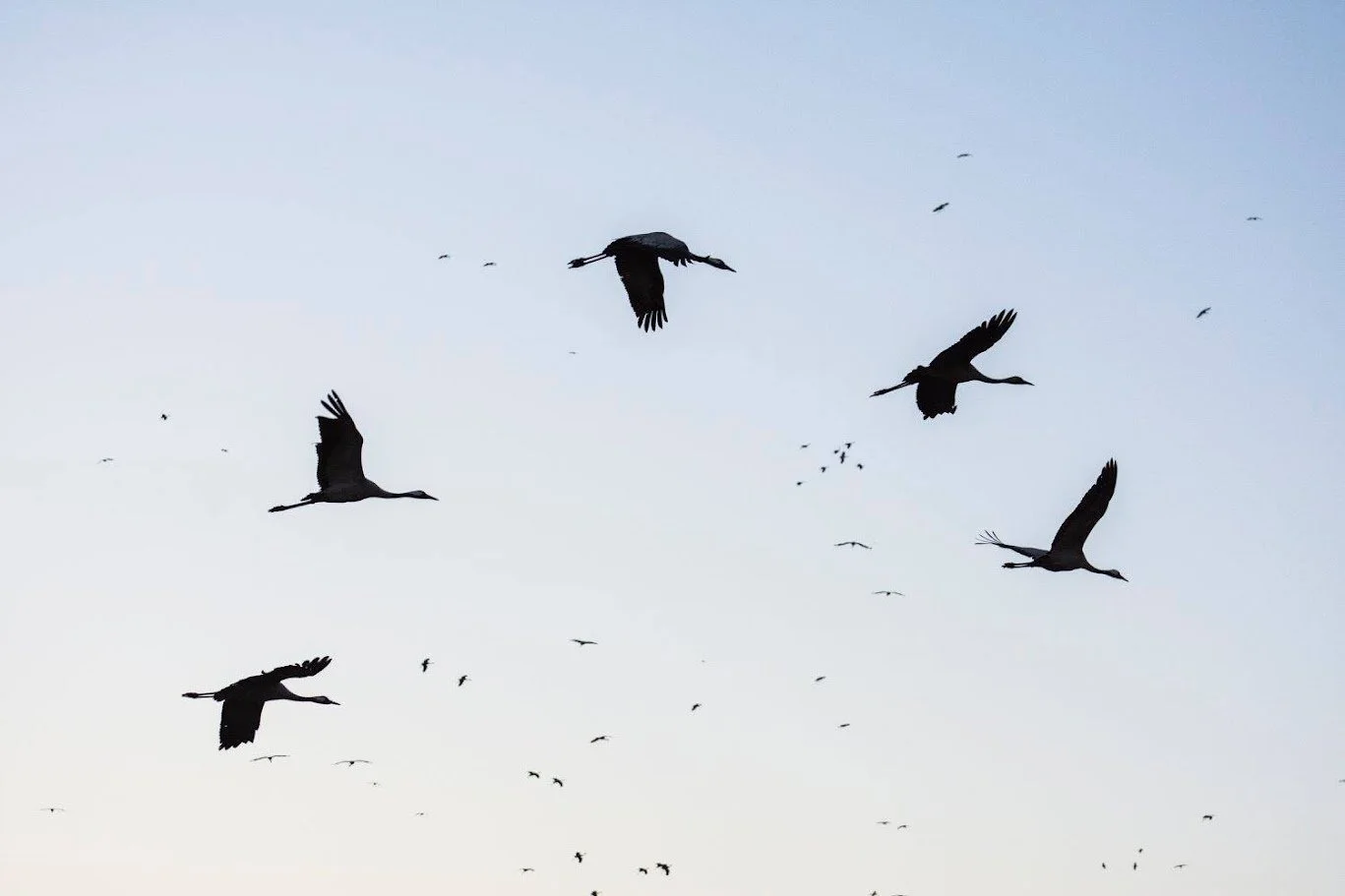 להקת עגורים נודדים בשמי ערב בהירים – עמק החולה, ישראל