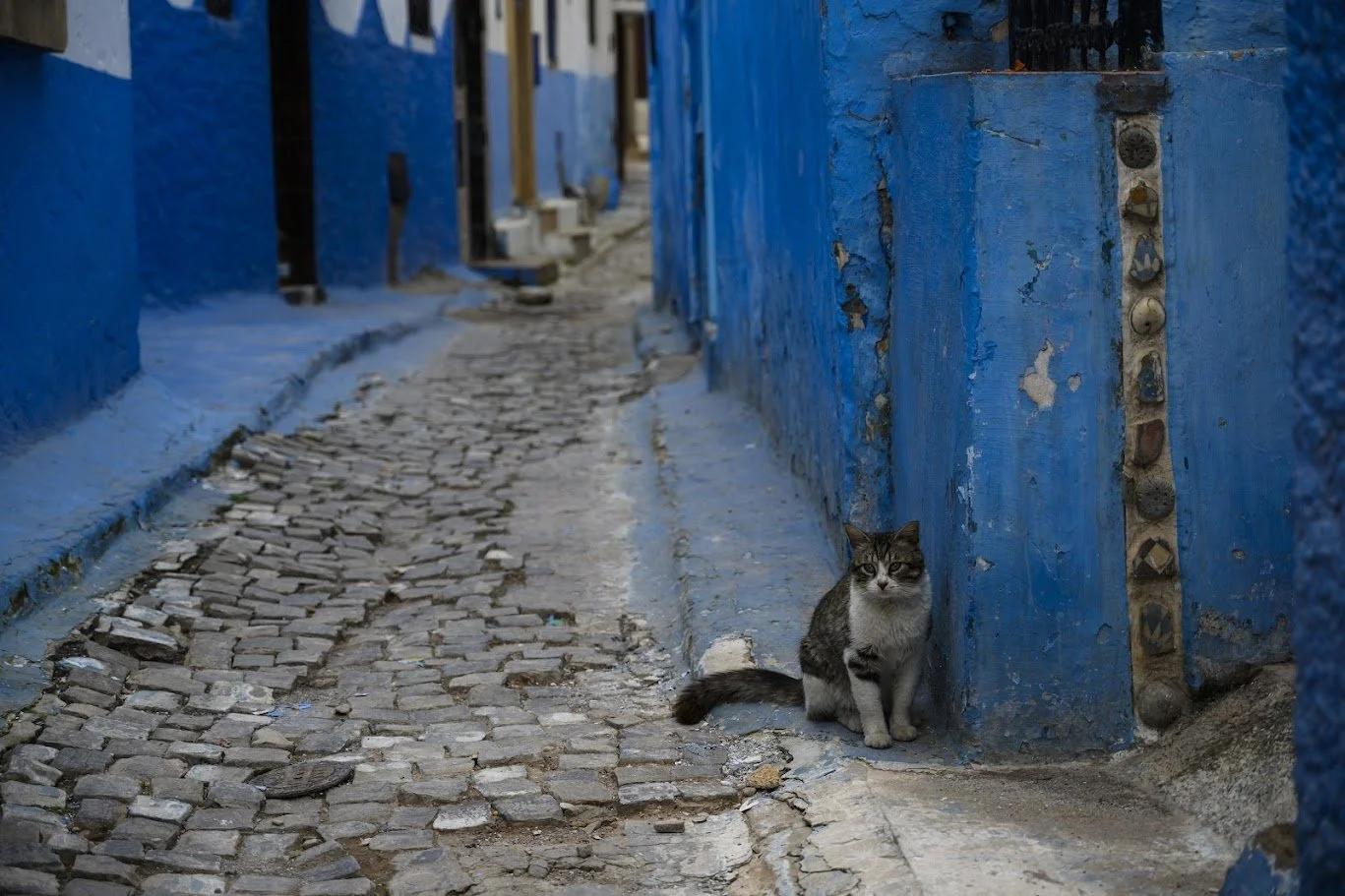 סמטת אבנים כחולה עם חתול יושב בכניסה לבית – שפשואן, מרוקו