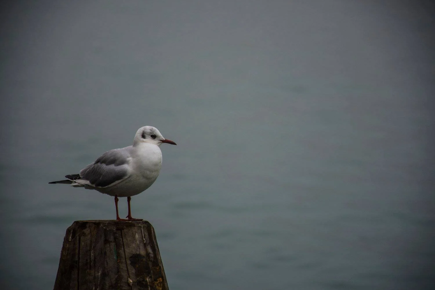 שחף בודד עומד על עמוד עץ מעל ים אפור – ונציה, איטליה