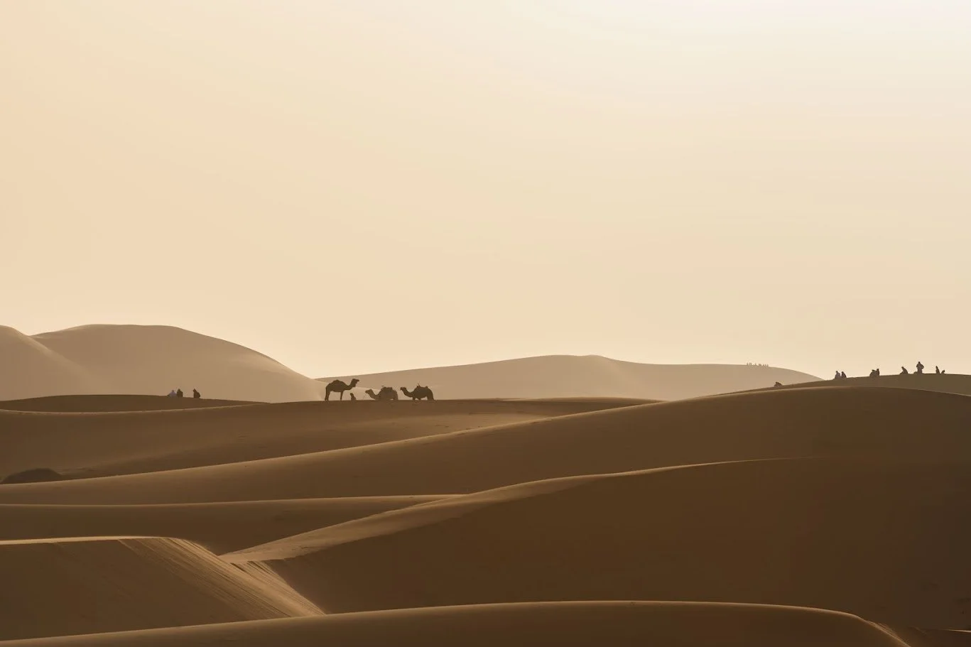 שיירת גמלים חוצה דיונות חול זהובות בשעת בין ערביים – מדבר סהרה, מרוקו