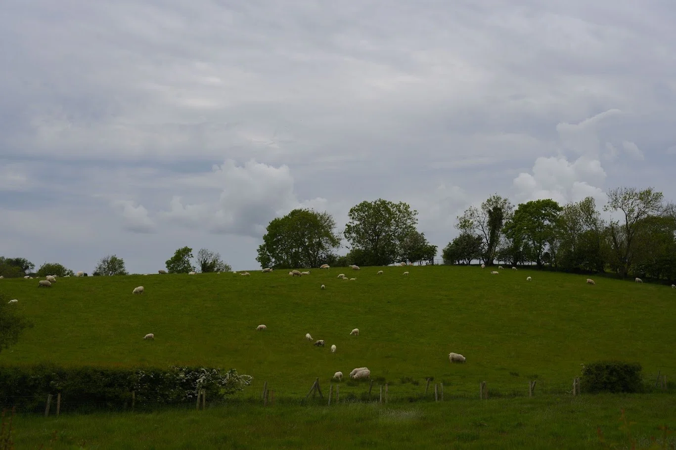 גבעה ירוקה זרועה כבשים מתחת לשורת עצים ושמיים סוערים – אירלנד