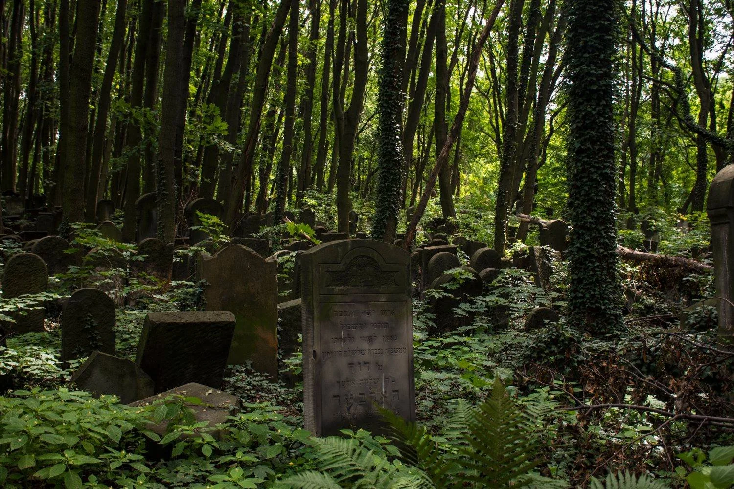 מצבות בית קברות יהודי בוורשה מכוסות טחב בתוך יער צפוף בפולין