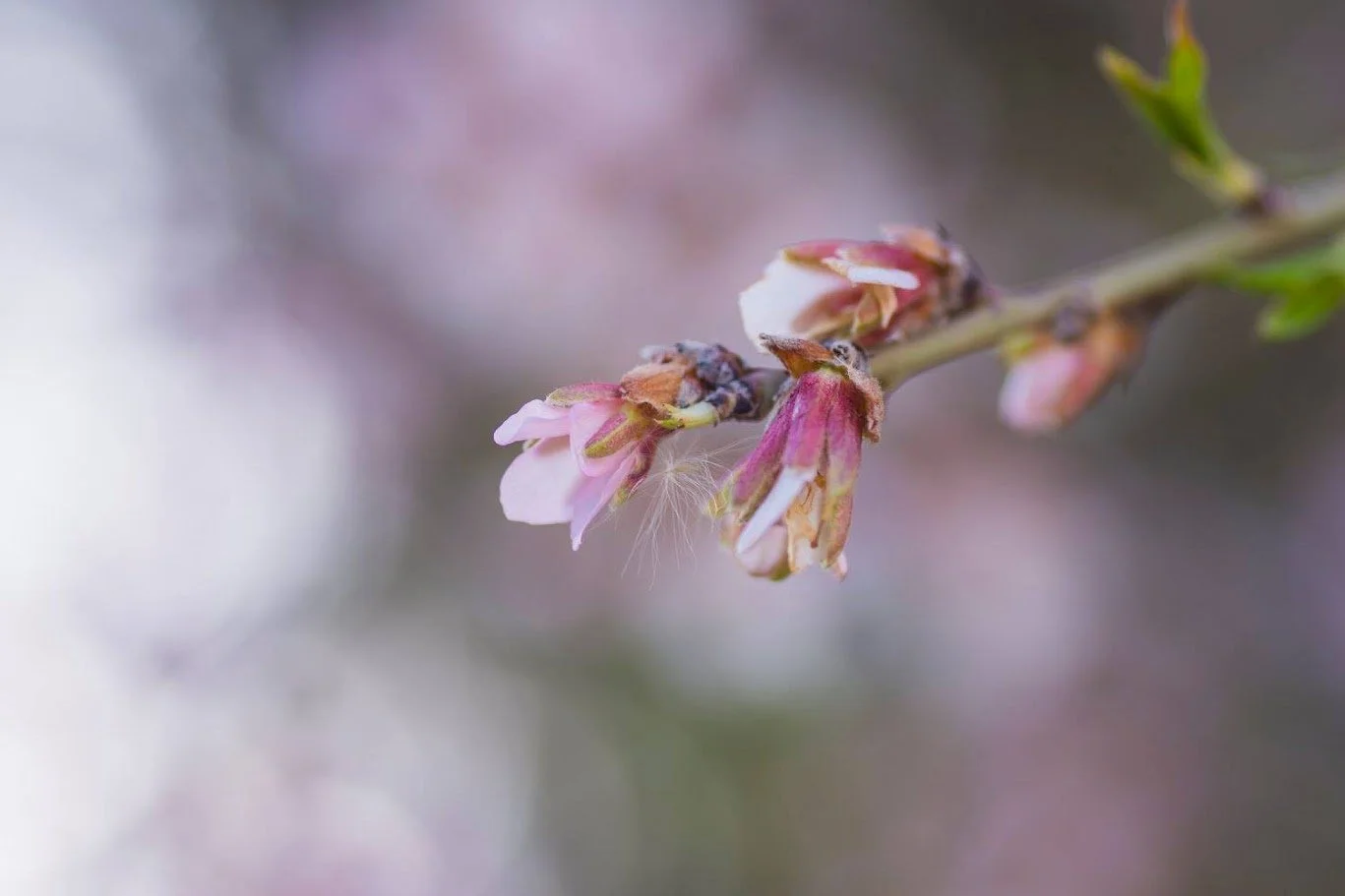 פריחה ורודה עדינה ברקע מטושטש - הוד השרון, ישראל