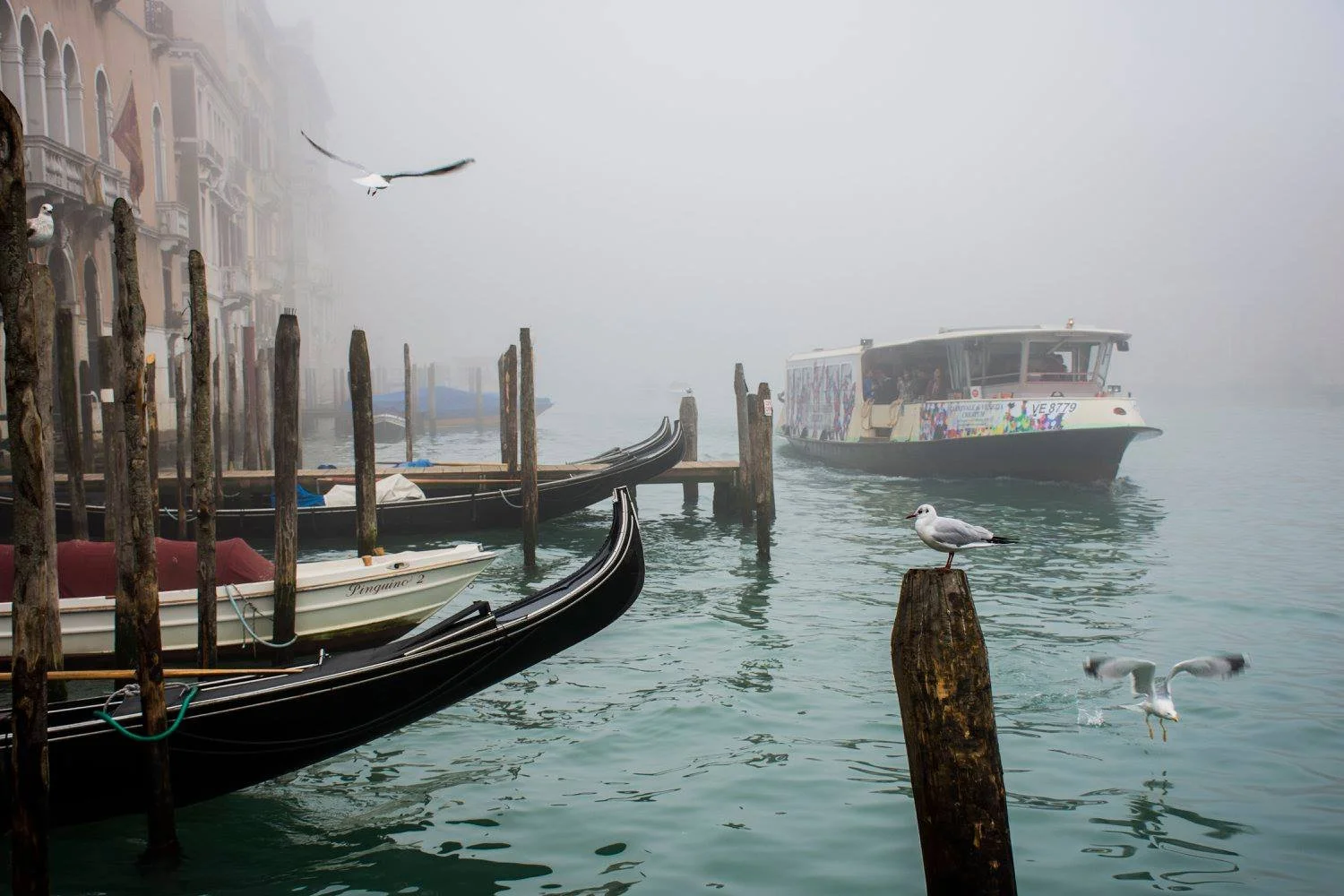 סירות גונדולה קשורות לצד המזח בערפל הבוקר – ונציה, איטליה