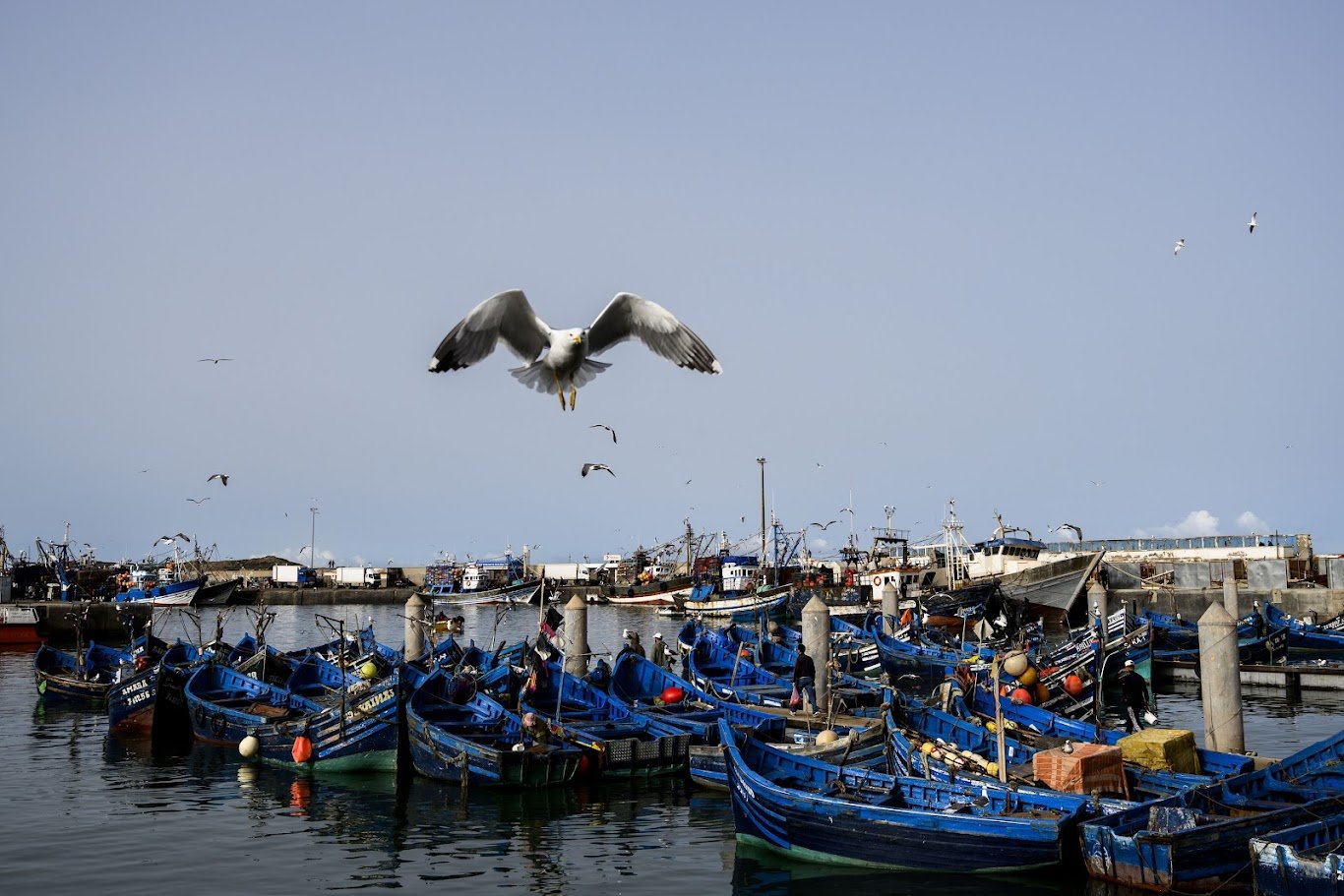 נמל דייגים מלא סירות כחולות ושחפים מעל המים — איסאווירה, מרוקו