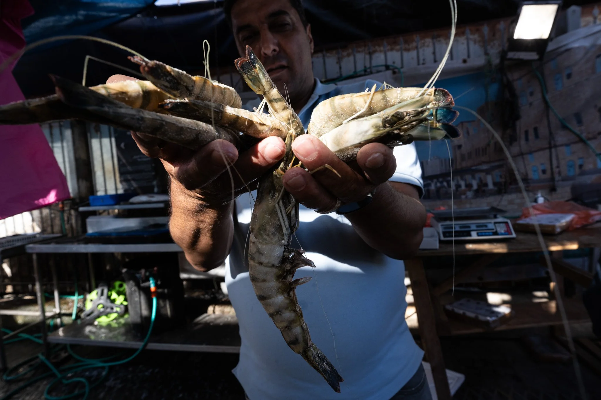 "אנחנו עדיין כאן," הוא אומר, מושיט שרימפס כמו זר פרחים מהעמק של הים
