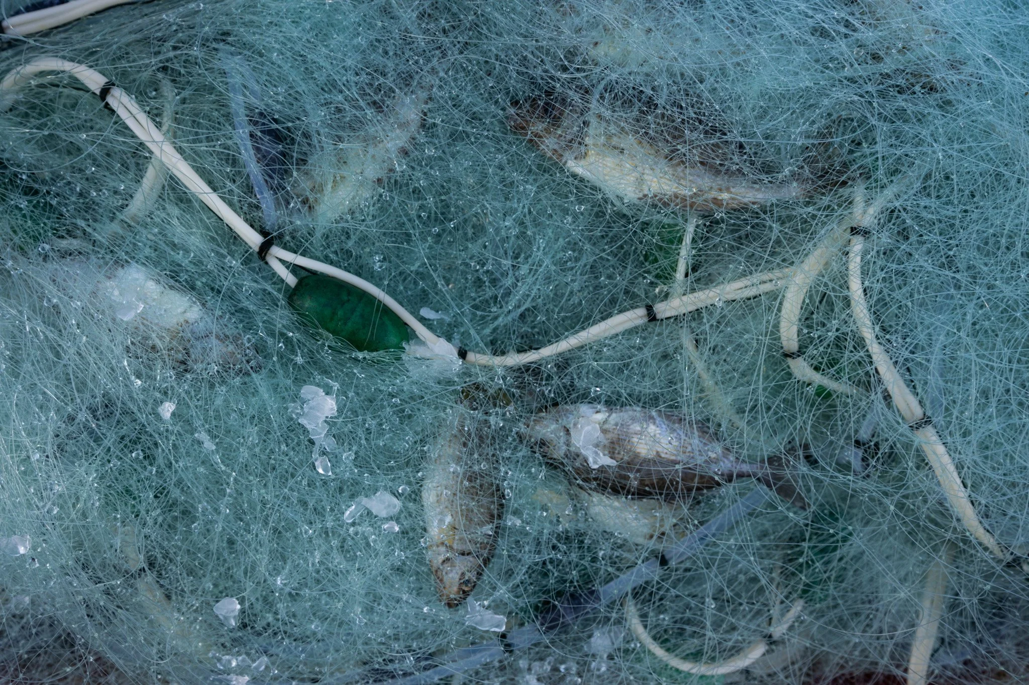 דגים, קרח וחוטי ניילון – שלל היום נח בתוך רשת קווים שלא נרדמת