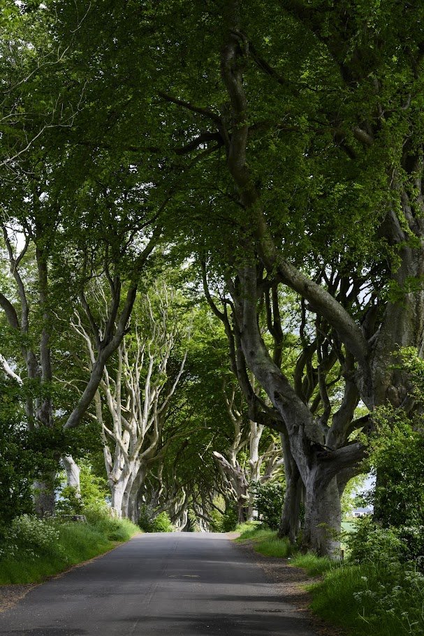 שדרת עצים עתיקים מתפתלים מעל כביש צר – הדארק הדג'ס, צפון אירלנד