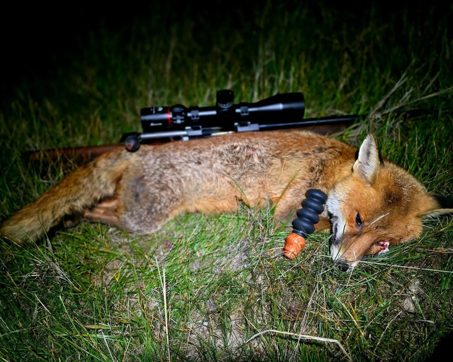 Using the dog down custom calls last night for the first time worked well finished up with 2 

#FeralHuntr
#FoxHunting
#PestControl
#PredatorControl
#VerminControl
#HuntingAustralia
#AussieHunter
#HuntingLife
#HunterLifestyle
#NightHunting
#RifleHunt