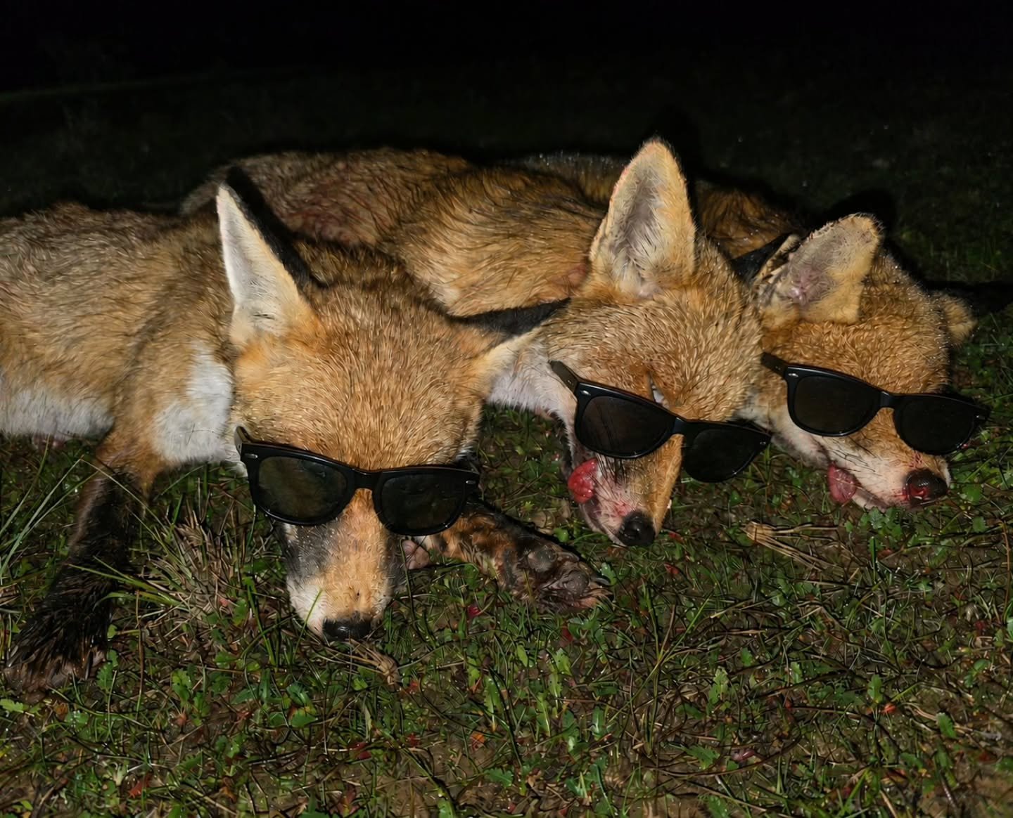 The 3  amigos #FoxGang #SunglassesSquad #FoxLife #NightShift #vermincontrol