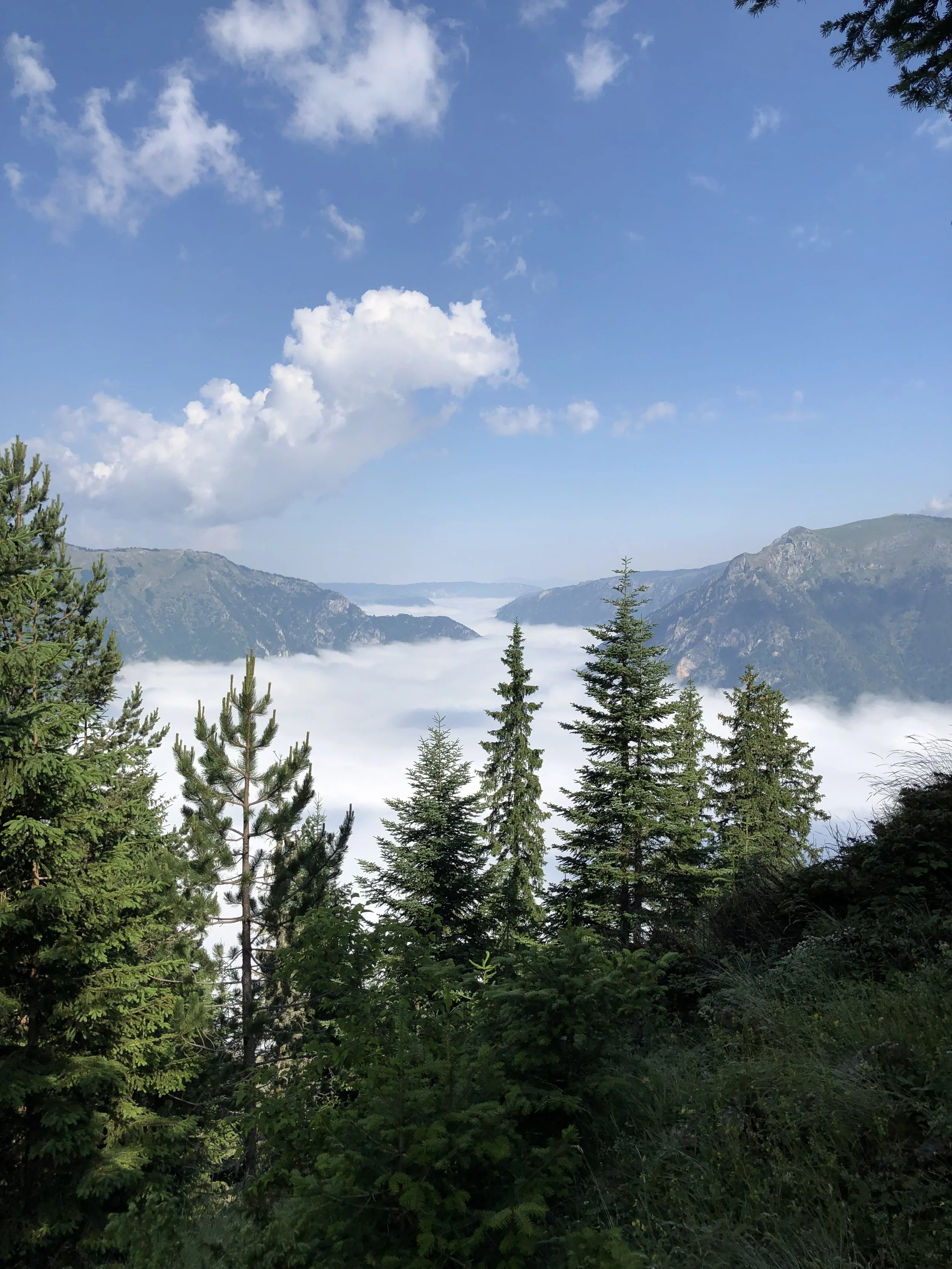 Gebirgslandschaft in Montenegro mit Nadelbäumen im Vordergrund, Wolken im Tal und blauer Himmel oben.