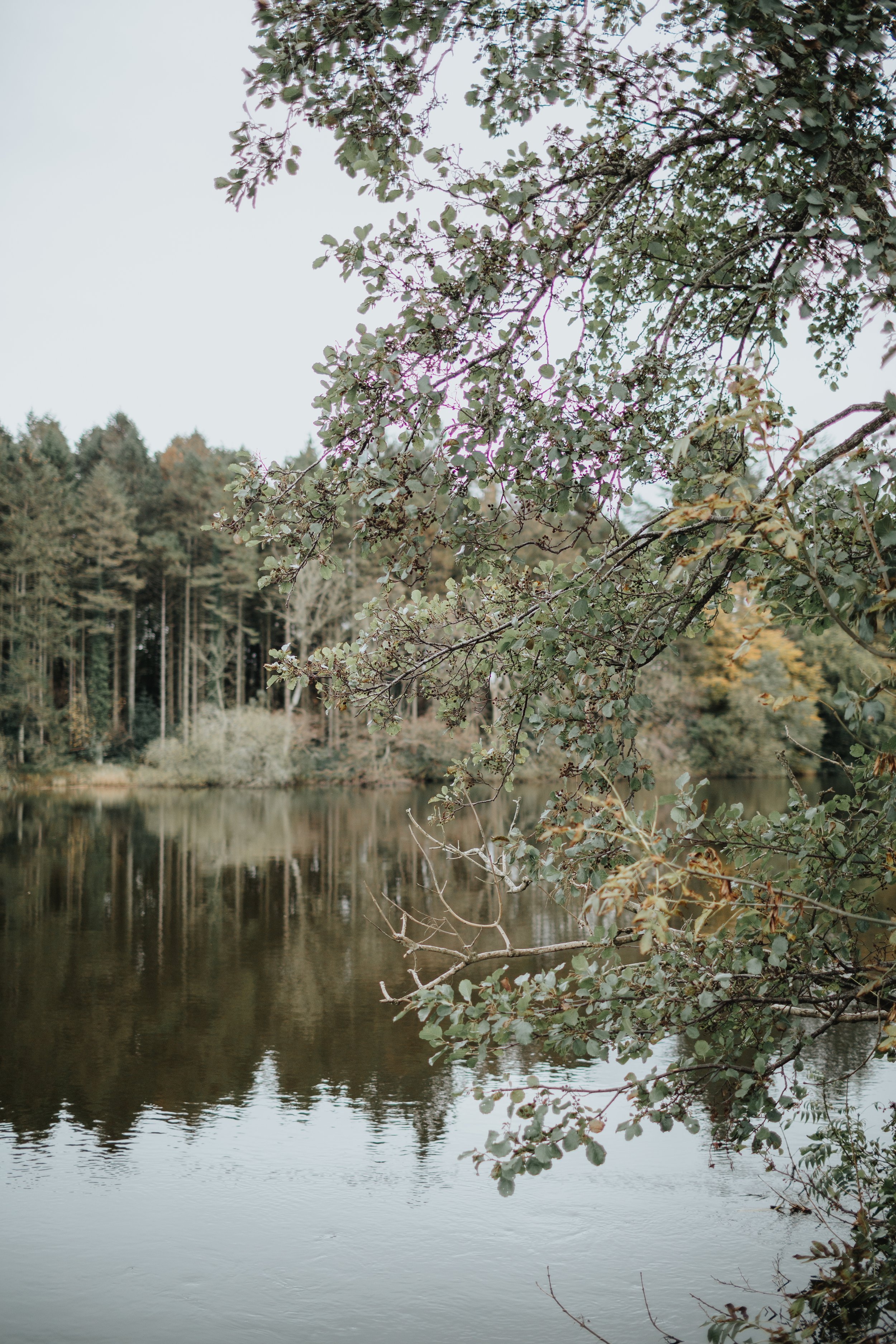 A tranquil lake surrounded by tall trees with overhanging branches and green leaves in a natural setting.