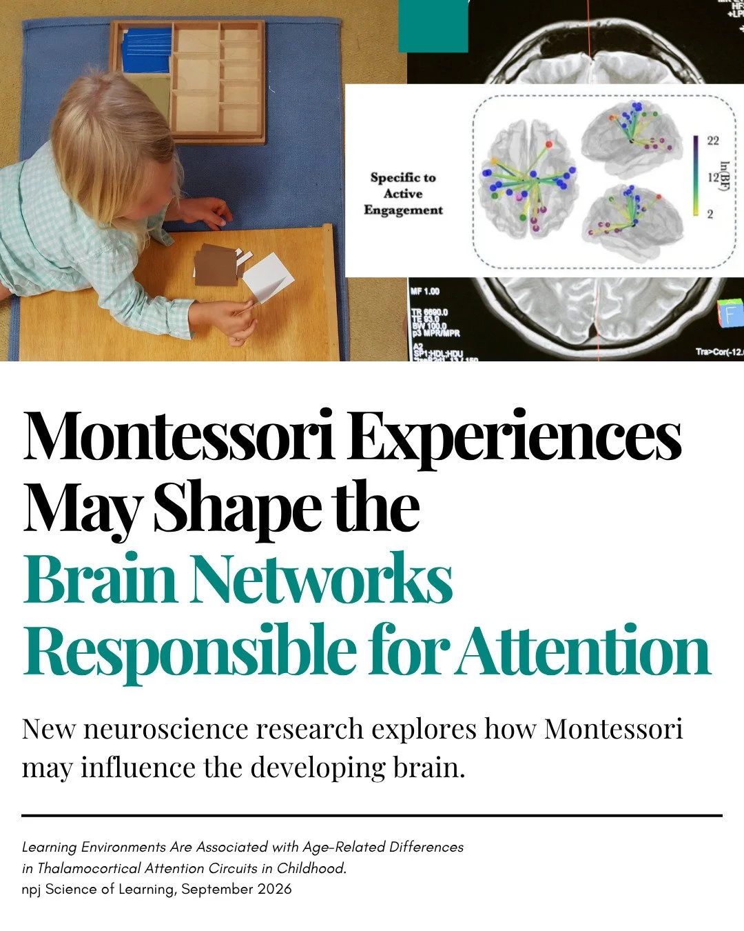 Can we see the influence of Montessori education on the developing brain? New neuroscience research suggests we may be able to!

A study co-authored by Dr. Solange Denervaud, an AMI-trained Montessori educator and neuroscientist, has identified measu