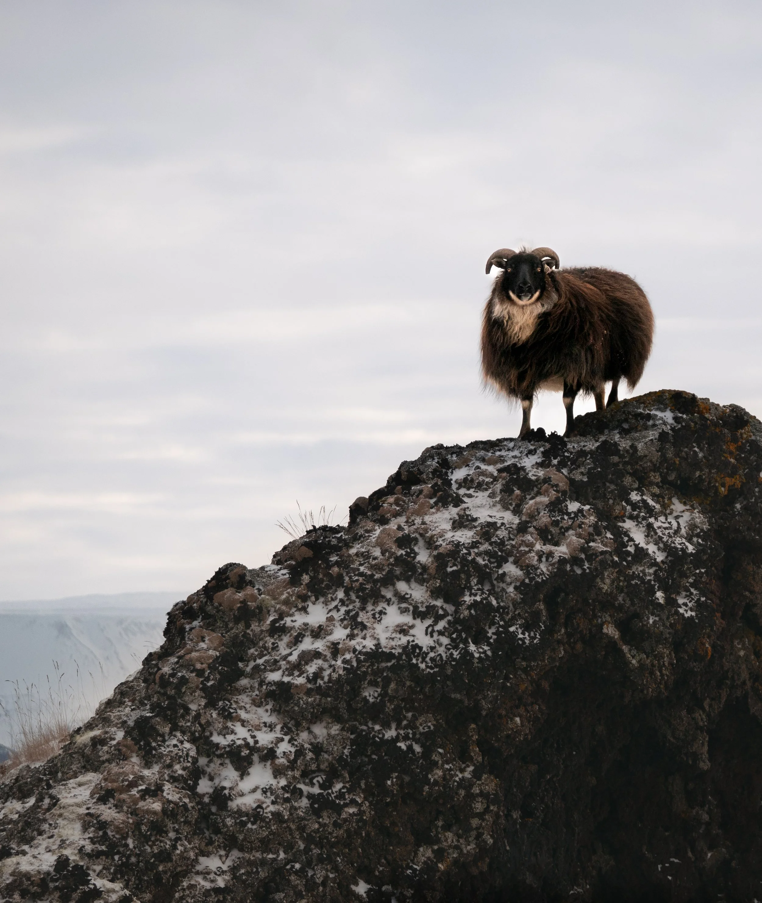 A mountain goat with thick, brown and black fur standing on a rocky, snow-covered ledge with a cloudy sky in the background.