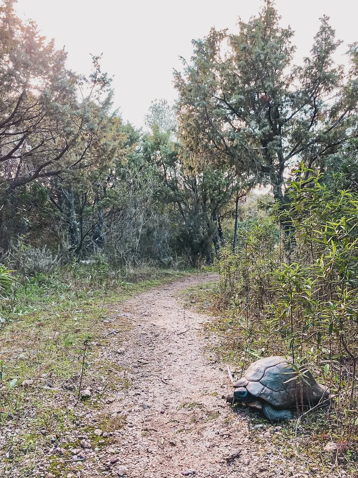 The usual encounters when we walk through Sacro Cactus🌵 👀🐢