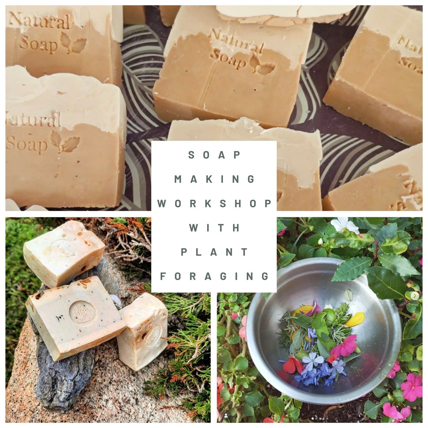 Forage Sardinian plants, make soap, learn what grows here, and why it matters.

This hands-on workshop begins in the garden and wild spaces around Sacro Cactus, where you'll forage native plants used for centuries in Sardinian wellness and cooking. M