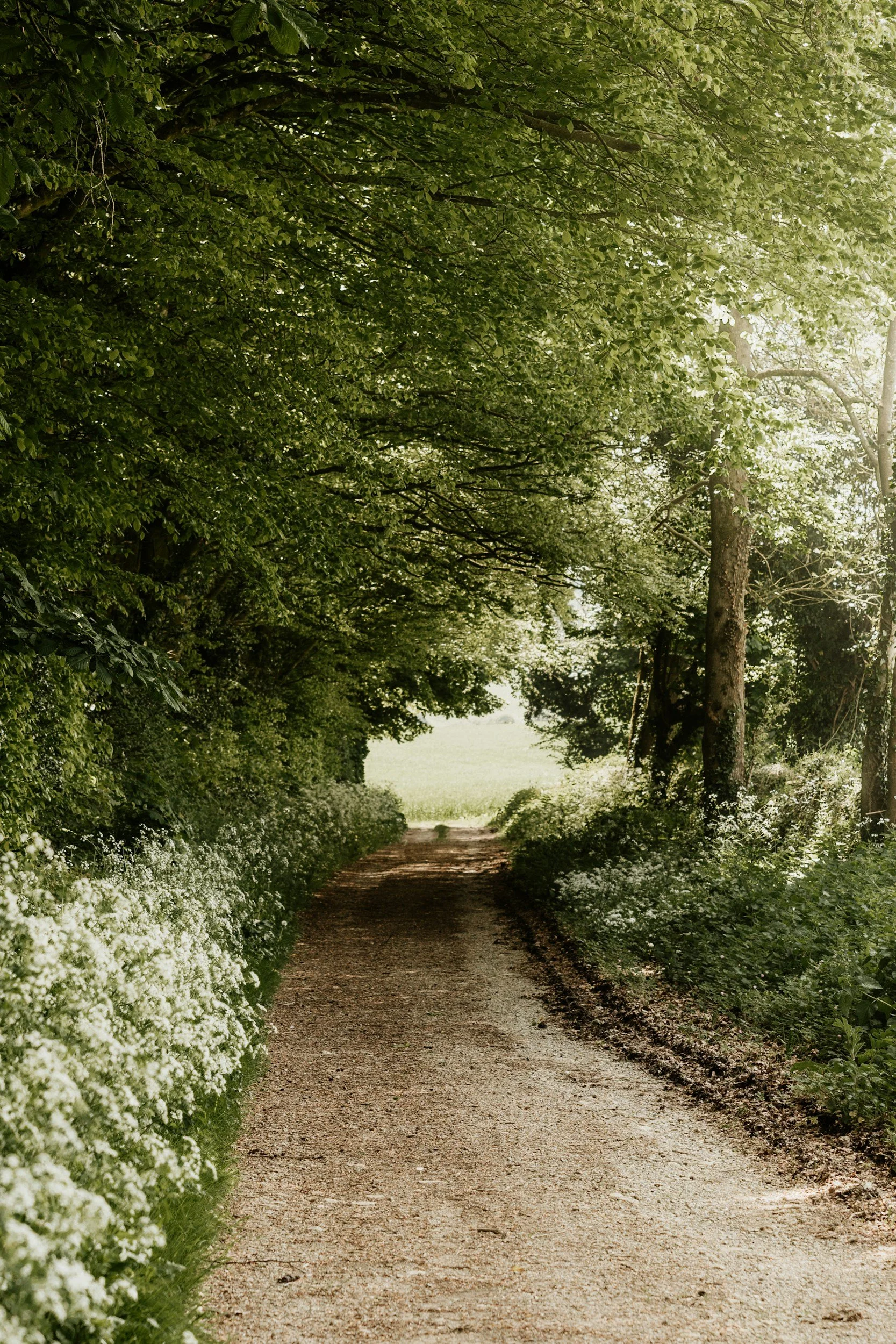 A sun-dappled path winding through green trees and wildflowers, symbolizing new neural pathways and the brain's ability to change through neuroplasticity