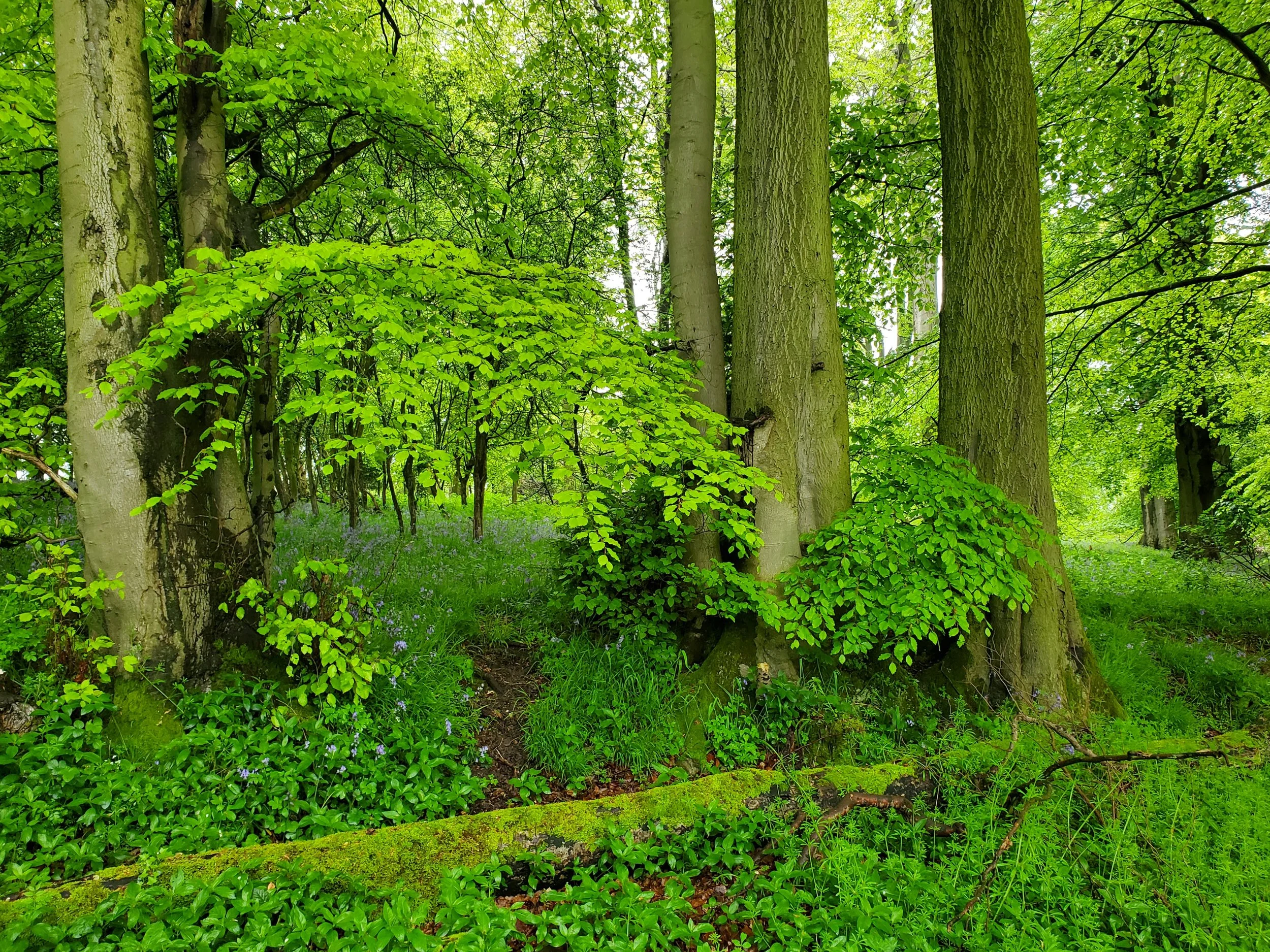 Trail Walking Chilterns