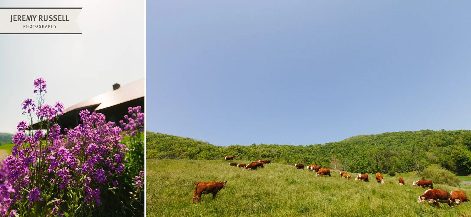 Cows and flowers at Claxton Farm​