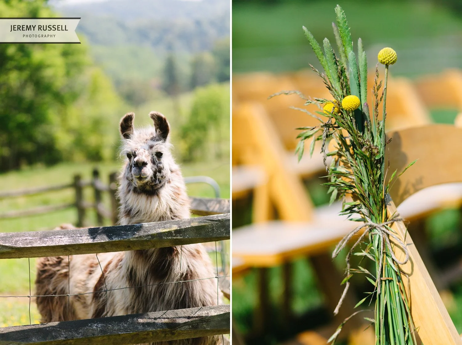 Claxton Farm llama and flowers​