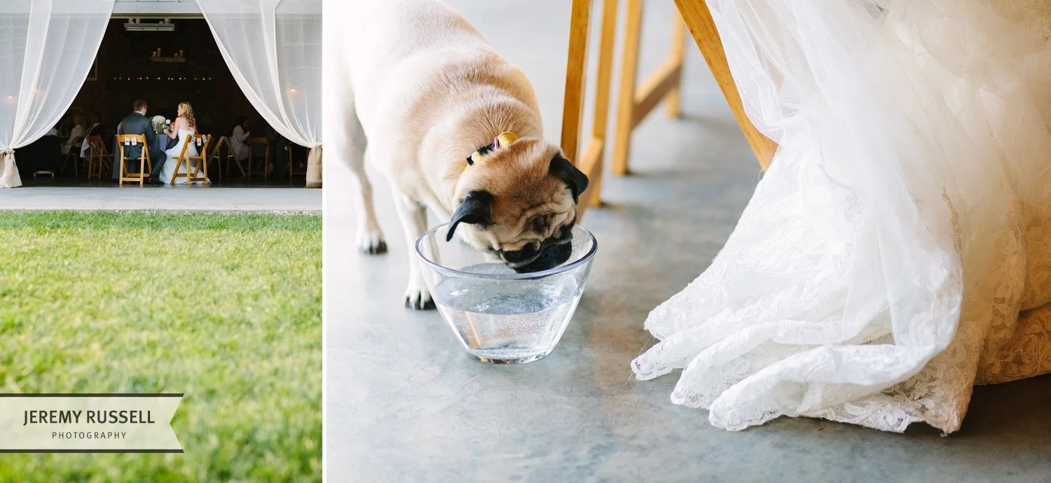 Bride and groom and dog​