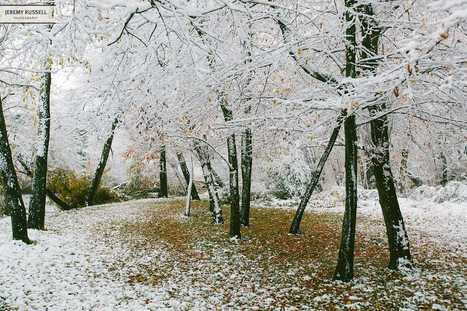 Jeremy-Russell-14-Asheville-Fall-Snow-5.jpg