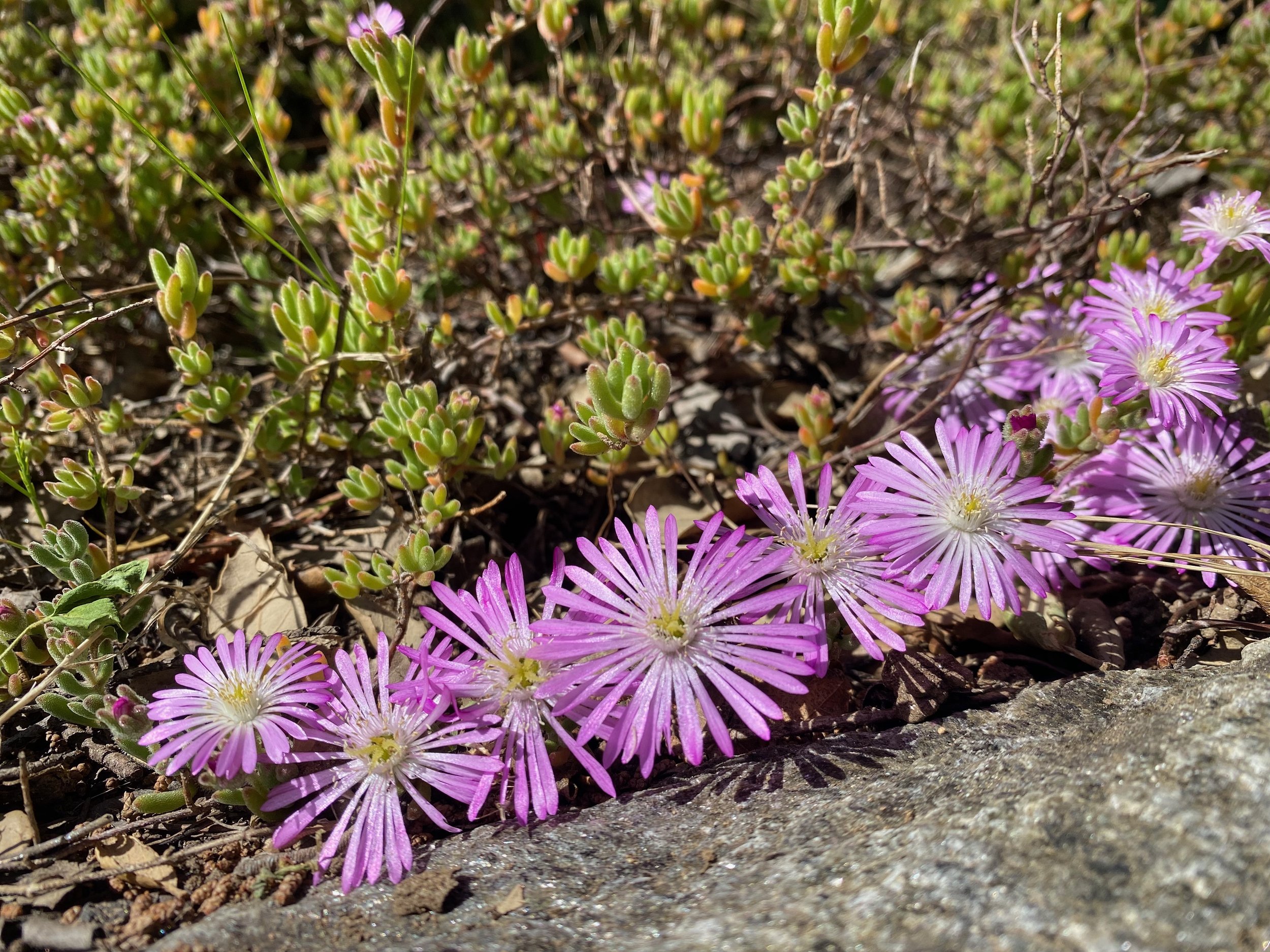 A voortuinbloemen.jpeg