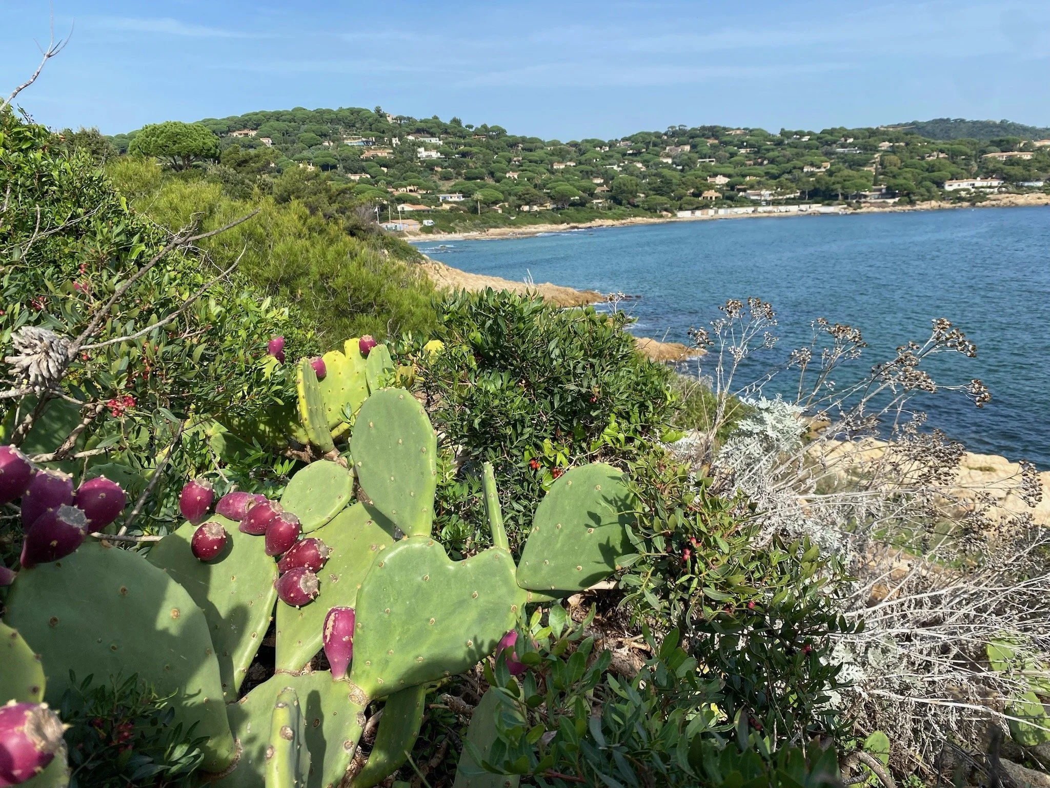 A Omgeving cactus kustwandeling.jpeg