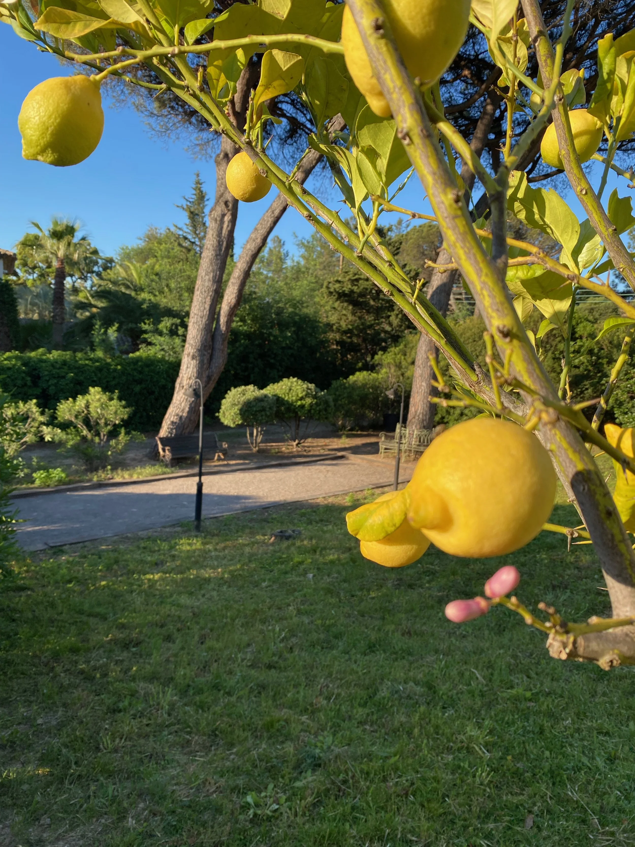 A citroen jeu de boules.jpeg
